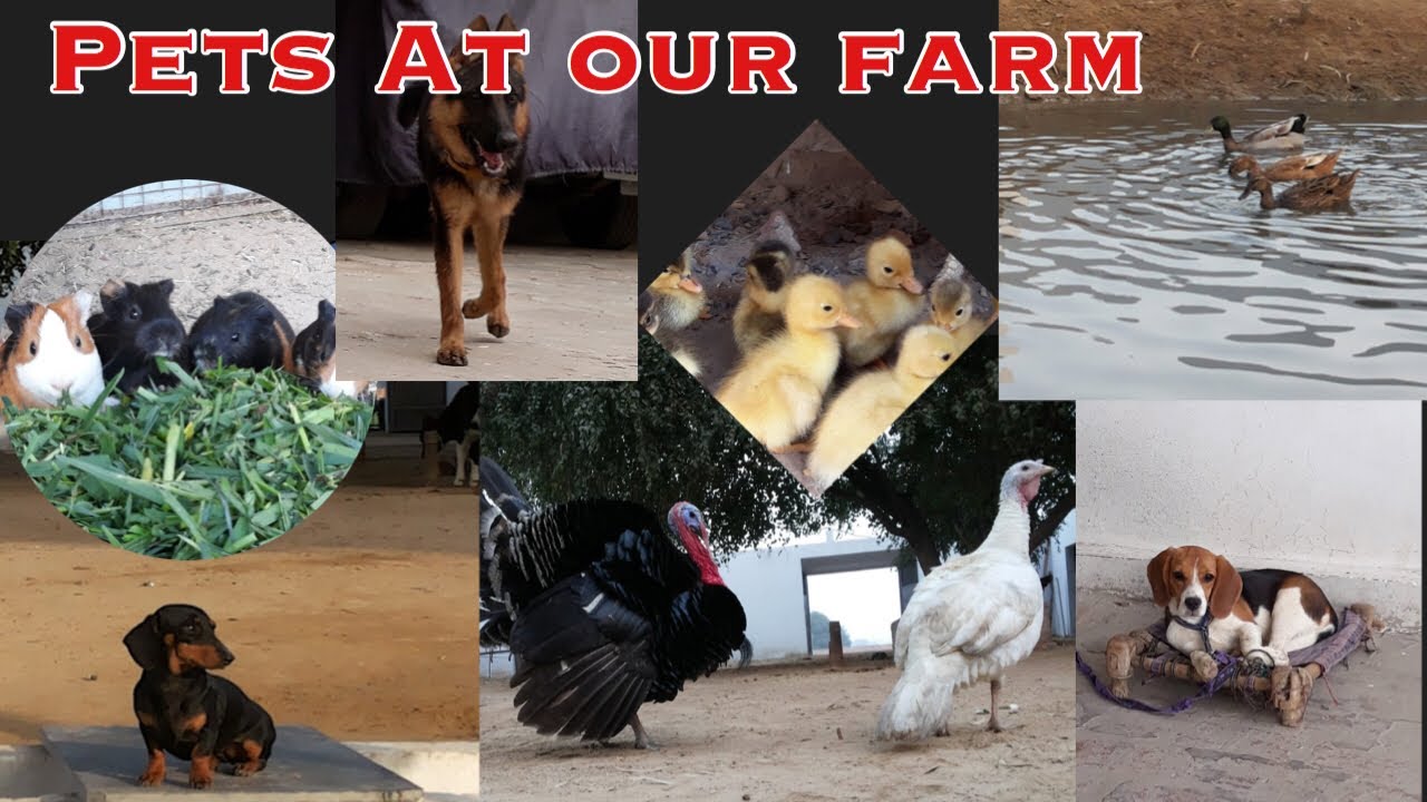 Pet Animals At Our Farm/Special Video on farm animals Pet News