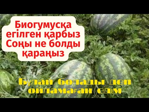 Бейне: Жақсы өнім алу үшін қарбызды далада қалай өсіру керек