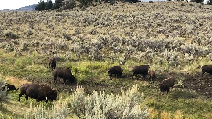 Yellowstone