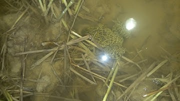 hướng dẫn chi tiết cách soi ếch đồng cho ae muốn học cách soi ếch @luannguyentv7248