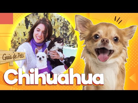 Chihuahua - o pequeno cão mexicano | Guia de Pets