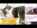 【お知らせ動画 続き】ねこちゃんホンポさん記事のURL