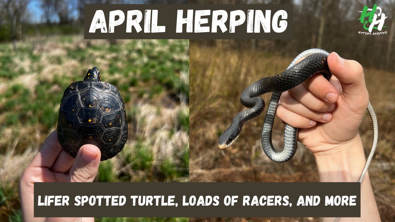 The Herping Season is Finally Heating Up Rats, Racers, Lifer Spotted