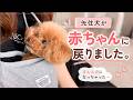 先住犬が赤ちゃん戻りしました