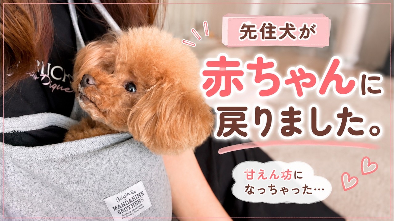 先住犬が赤ちゃん戻りしました