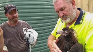 The Rescue of Wedge Tail Eagle Graham