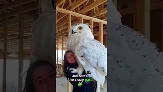''Small Owl, Big Threat🦉🦉''
