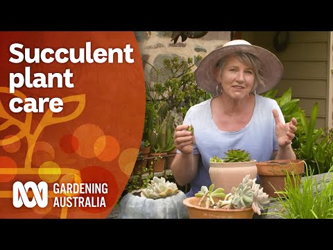 Video: Composition of succulents: principles of creation, choice of plants