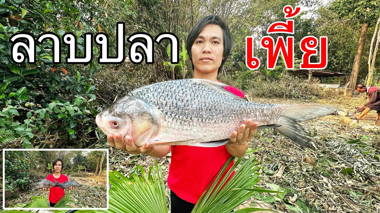 ลาบปลาเพี้ย จิ้มจุ่มกะโห้หม้อไฟ ลาบปลาใส่เปลือกไม้