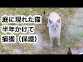 庭に現れた猫を半年かけて捕獲｜「出会い」から「捕獲の瞬間」