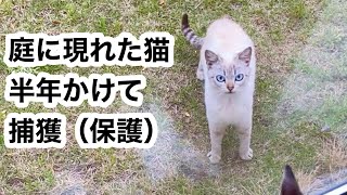 庭に現れた猫を半年かけて捕獲「出会い」から「捕獲の瞬間」