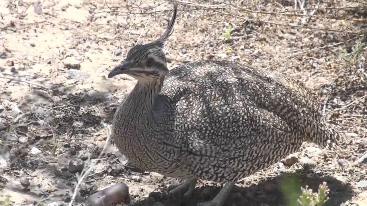 Martineta común (Eudromia elegans)