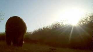 Black Bear sniffing the camera 5/19/2012