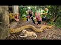 72 Hours of Terror: Brave Hunters Capture Two Giant Pythons That Creeded into Young Girl's House