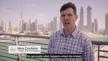 What happens when the sheep arrive in the markets?