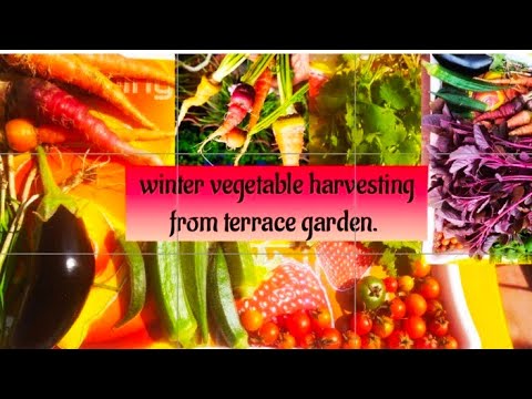 winter vegetable garden update l small harvesting from terrace garden! terrace & gardening #winter