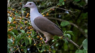 10. Mountain Imperial-Pigeon (cuprea)