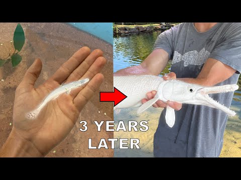 My Platinum Alligator Gar : 3 Years Later!