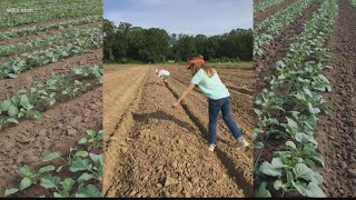 From farm to table: COVID's impact on local growers, restaurants