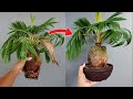 MENGUBAH TAMPILAN BONSAI KELAPA AGAR LEBIH MENARIK