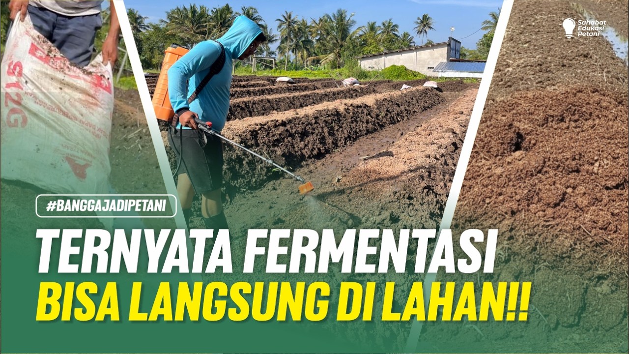 CARA FERMENTASI PUPUK KANDANG LANGSUNG DI LAHAN‼️AMAN, CEPAT TANPA RIBET‼️