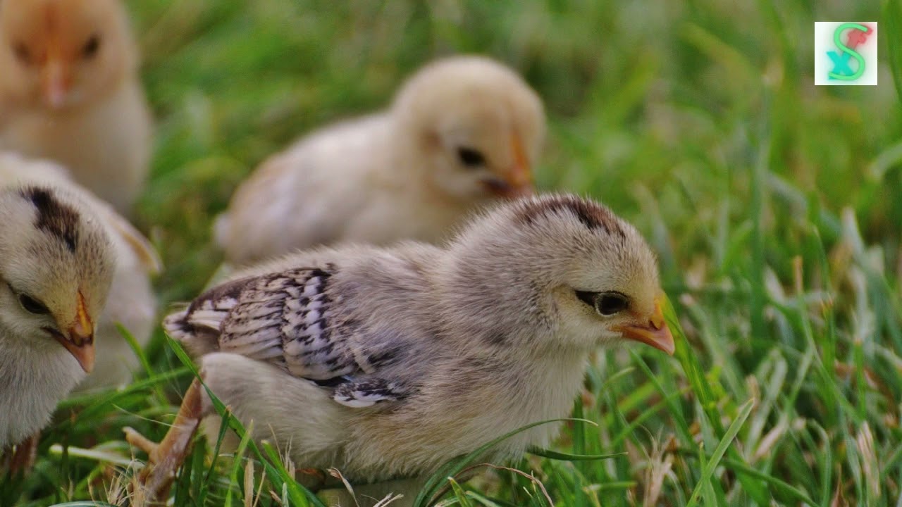 Chicks Sound | Baby Chicks Effects | No copyright