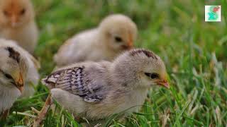Chicks Sound | Baby Chicks Effects | No copyright
You can use this royalty-free no copyright-free sound effect in your videos, music, games or any projects you desire. If you like this or find it helpful hit that like button and subscribe. Enjoy! Download free sound effects:
https://www.file-upload.com/bhkmcan3davh Chicks Sound | Baby Chicks Effects | No copyright