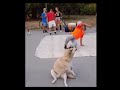 Perro baila break dance