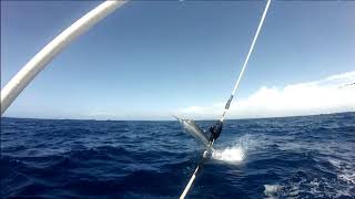 Shanes Marlin On 2Small