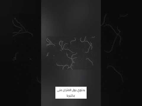 داء البريميات  