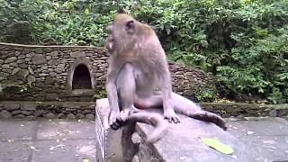 Crazy Monkey Smells Ass ( Poo ) and then eats it ! Funny bali ape ubud monkey forest.
