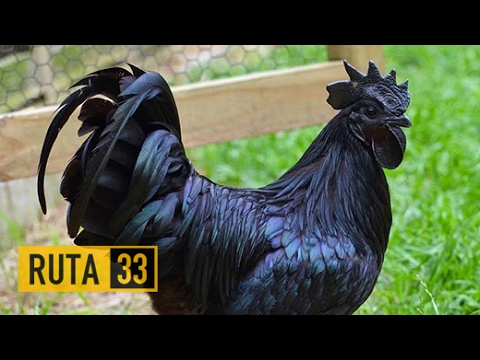 Video: Pollos con carne negra: nombre de la raza, foto con descripción