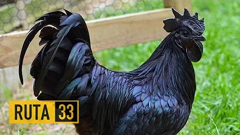 ¿Es real el pollo negro?