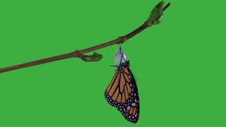 Butterfly coming out of the cocoon on Green Screen - Chroma Key - No Copyright @greenscreenchromakeynocopy9278
