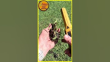 What’s in the Mystery Clod: GOLD RING or Pull TAB? #metaldetecting #noktalegend