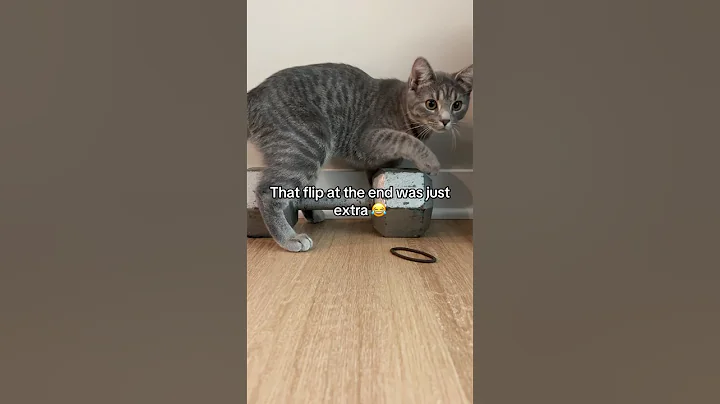 Watch the video about Iris Is One Day Going To Move This Weight One Day | Tabby Kitten Extraordinaire
