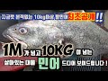 최초공개 대물 활민어!,살아있는 자연산 대물 민어 1m가넘고 10kg도 넘는다!!