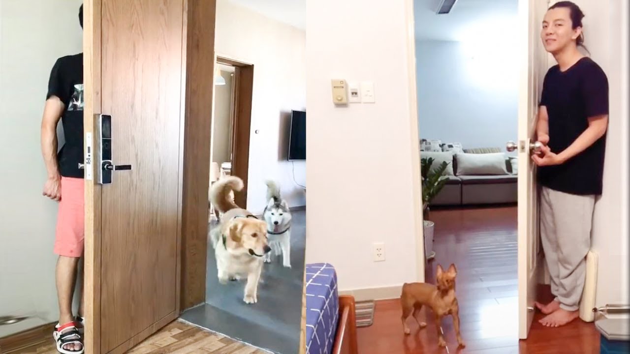 cute videos youtube Dog Reaction to Hide And Seek - Funny Dog Hide And Seek Compilation