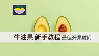 牛油果 最佳开果时间判断 新手教程 选购重点 等熟的过程需要注意什么 冰箱的作用 快熟的方法和问题 开早了的补救