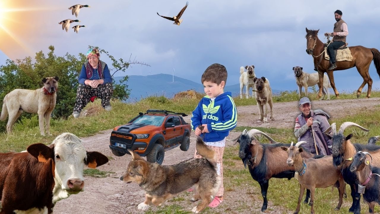 ПЮРЕ ИЗ РИСОВОГО КОРМА WOLF BOĞAN!!! НАМ ПРИШЛОСЬ ОТДАТЬ СОБАК/КОЗ ИЗ СНА ХАЛИЛЯ ДРУГОМУ СТАДУ