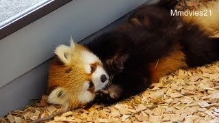 ギンにそっと近づくライラ〜Red Pandas