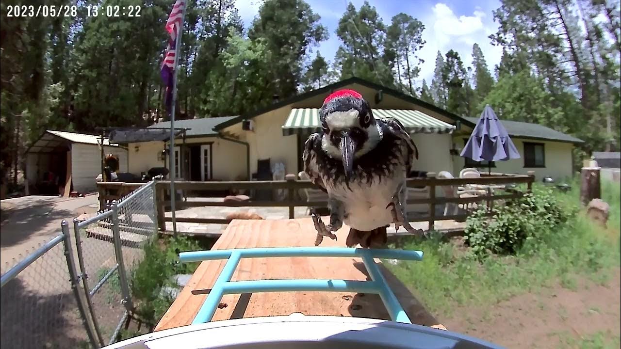 Birds who visited my bird feeder May 28th 2023 Woodpecker, Stellar Jays! YouTube