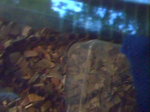 cold brew coffee Corn Snake Slithering Around