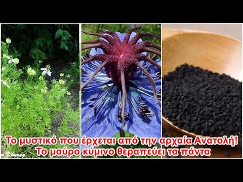 Βίντεο: Μαύρο Cohosh που μυρίζει