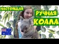 Ручная КОАЛА в АВСТРАЛИИ! Она такая мягкая и милая!!!