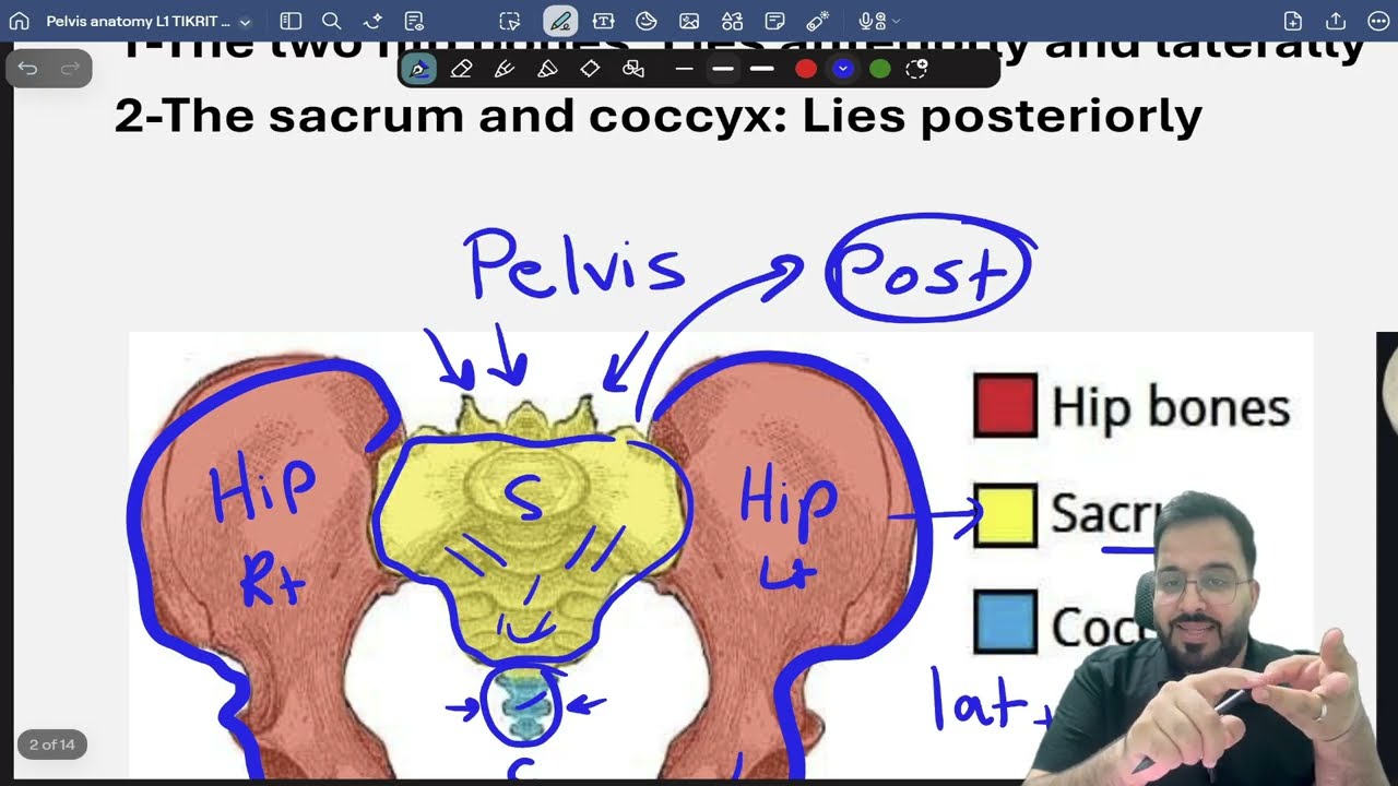 Pelvis anatomy L1 Aboo Med TIKRIT 1Y  C2