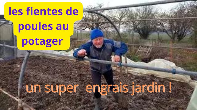 Les fientes de poules pour enrichir son potager