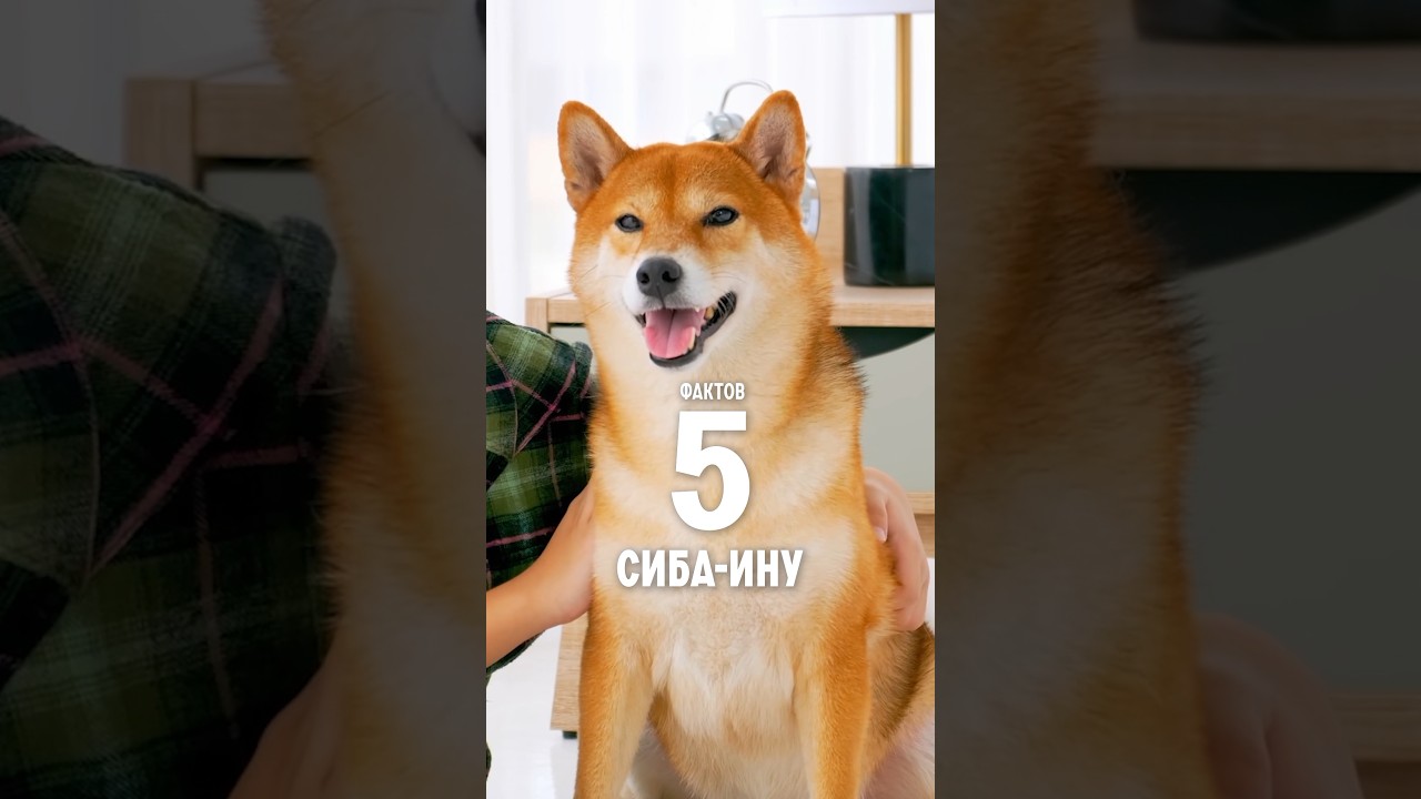 5 фактов о породе – Сиба-ину 