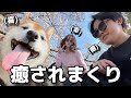【Vlog】愛犬と彼女とお花見デート行ったら二人とも可愛すぎて癒されまくり。