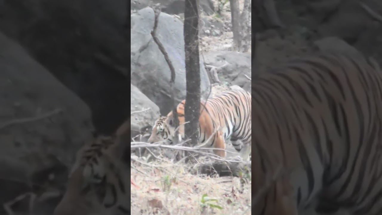 😳Tiger is coming to meet you 😳